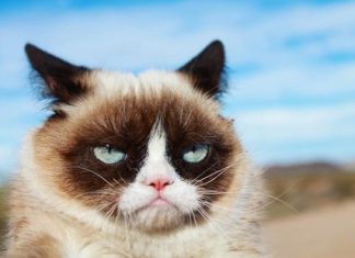 NAJPOPULARNIJE ŽIVOTINJE NA INSTAGRAMU Grumpy Cat; Foto instagram @realgrumpycat