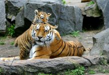 Tigar i beba tigra; Foto: pixabay.com