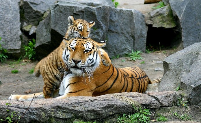 Tigar i beba tigra; Foto: pixabay.com