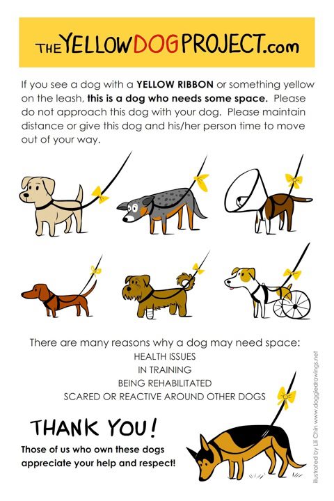 Šta da radite kada vidite psa sa žutom trakom; Foto theyellowdogproject.com